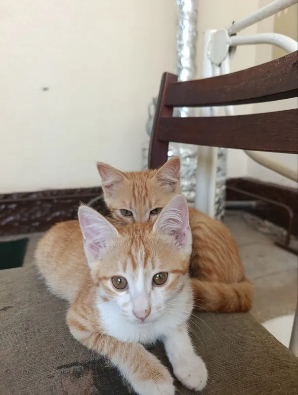 Chiroyli mushukchalar