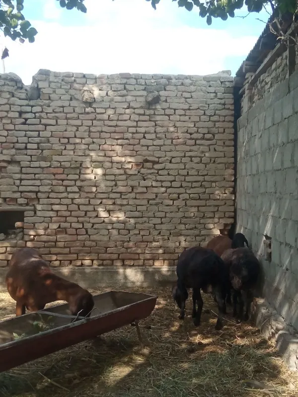 Qoʻylar sotiladi 8 Qoʻylar sotiladi 8