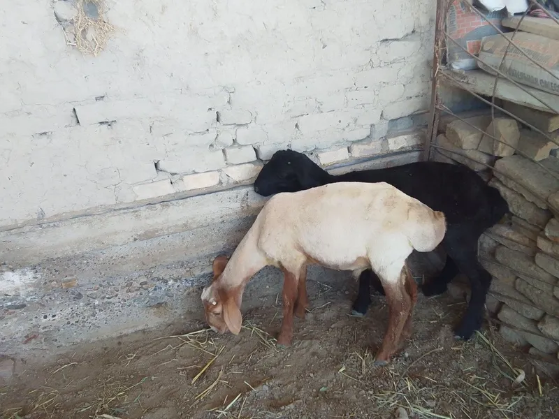 Qo'chqor barralar 2
