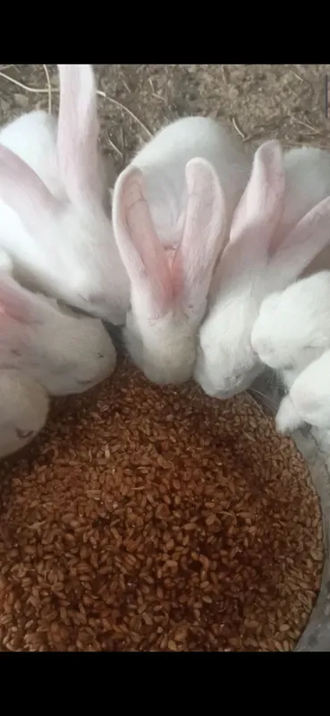2 oylik quyon bolalari sotiladi 2 oylik quyon bolalari sotiladi