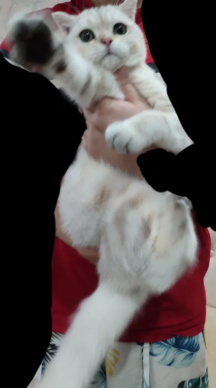 mushuk, кошка 4