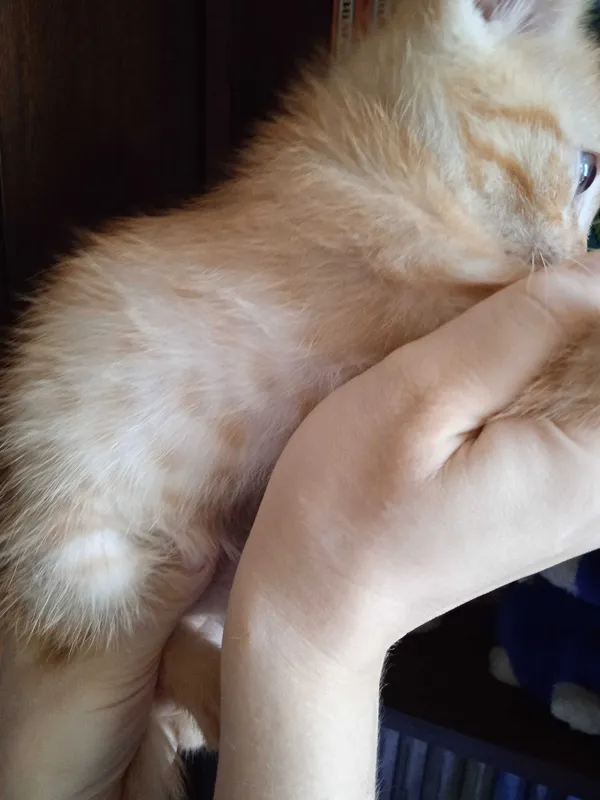 Рыжий котёнок, мальчик, 3 месяца. 5 Рыжий котёнок, мальчик, 3 месяца. 5