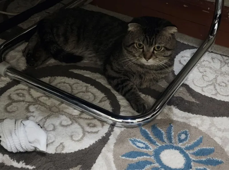 Отдам в добрые руки кота!