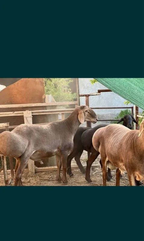 Qassob xizmati ozoda va pok