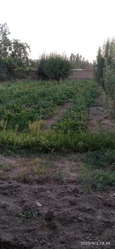 Toshkent viloyati Parkent tumanida 20 sotix uy 9 xona 2 ayvon uchastk