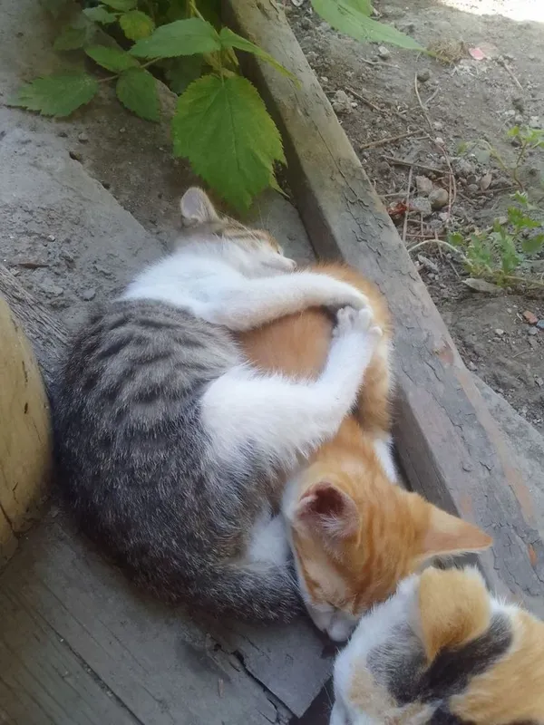 Котята 2 месяца, два мальчика и девочка в добрые руки 5 Котята 2 месяца, два мальчика и девочка в добрые руки 5