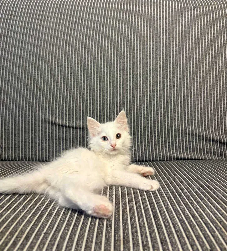Продам котёнка девочку