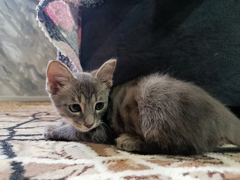 Игривый котенок в добрые руки!  Приучен к лотку — фото 2