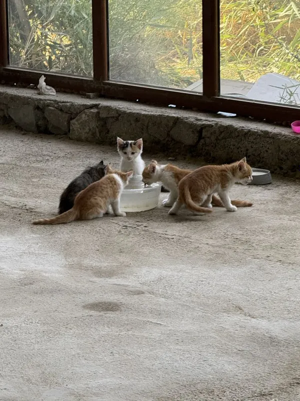Котята 2,5 месяца бесплатно 7 Котята 2,5 месяца бесплатно 7