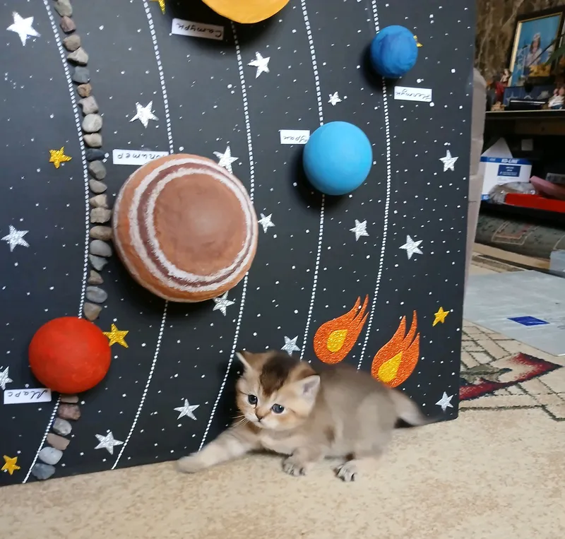 котята фолд страйт 2