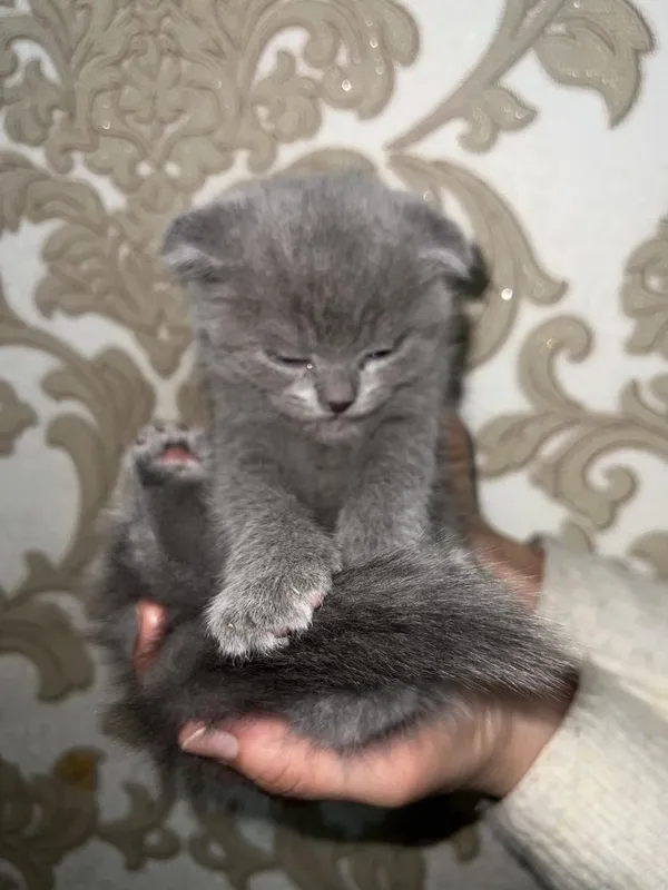 Породистые котята 5 Породистые котята 5
