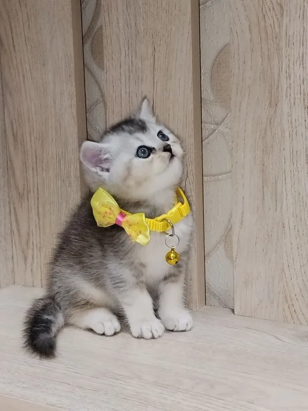 Скоттиш страйт продажа 3
