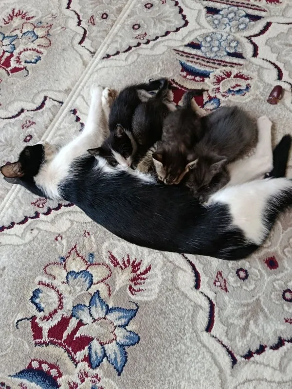 отдам кошки в хорошие руки 3 отдам кошки в хорошие руки 3