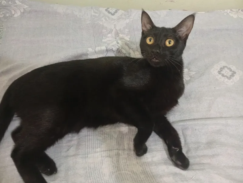 Котята 3 Котята 3