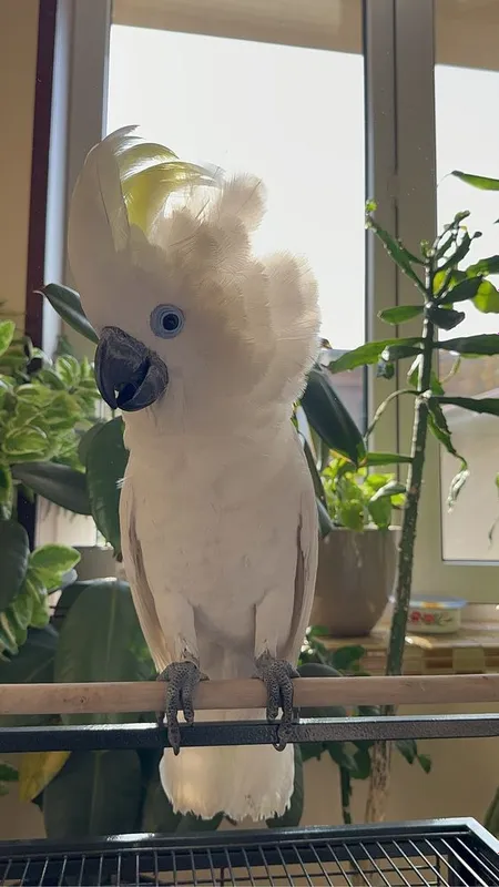 Какаду Голубо Глазый (Blue eyes cockatoo) 5 ойлик куш донга тушкан. — фото 1