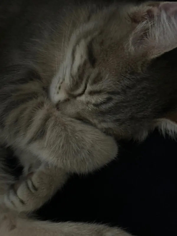 Котенок, 3 месяца