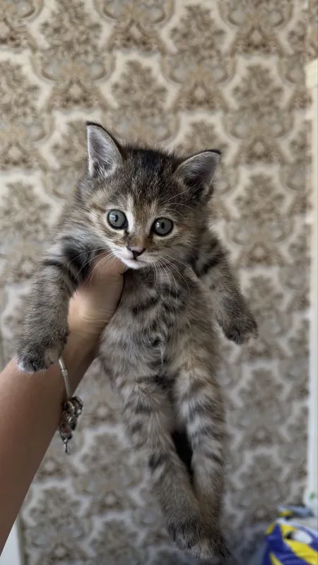 Котят в добрые руки