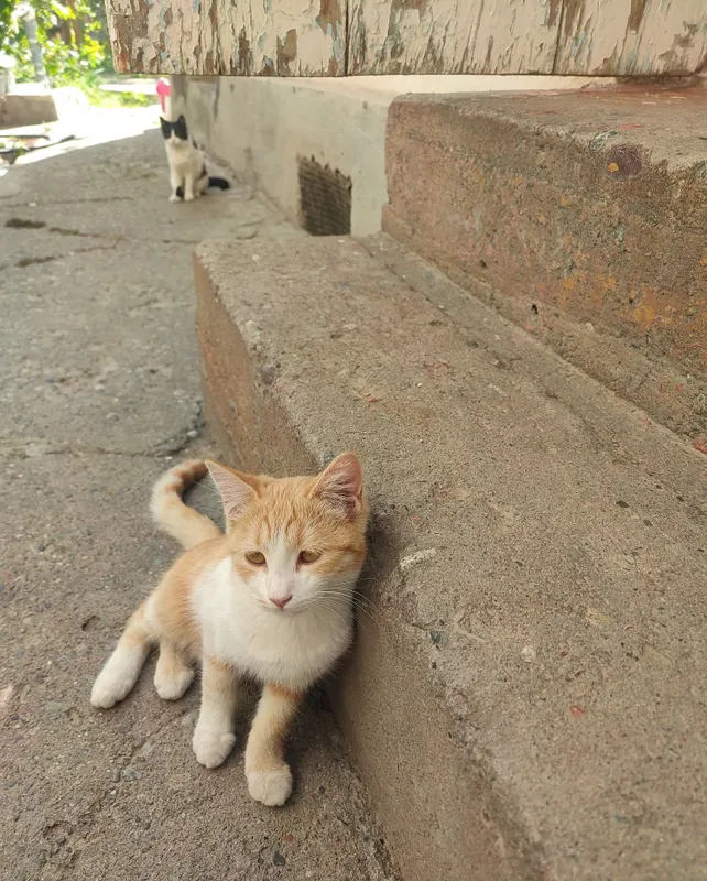 Бесплатно! Котята в хорошие руки. 2