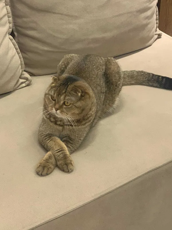 Ищем кошек на вязку 2 Ищем кошек на вязку 2