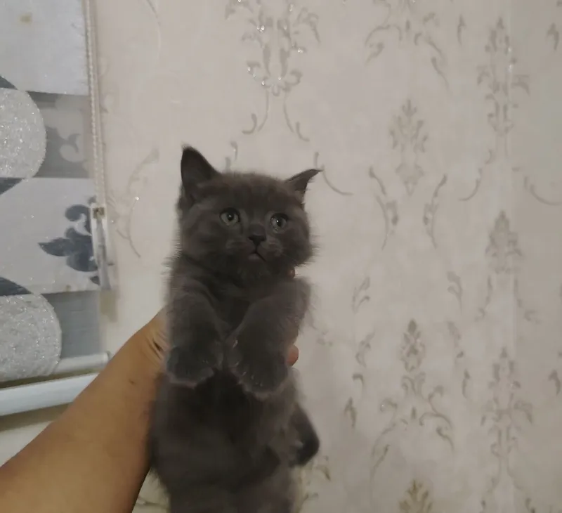 Кошки продаются недорого 2