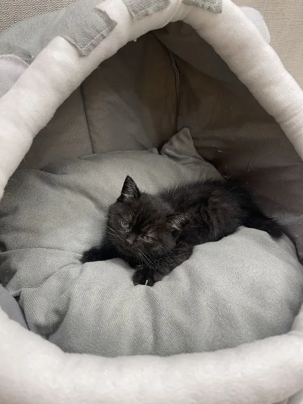 Продается котенка мальчик 1,5 месяца — фото 2