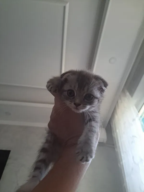 Продам котёнка девочка Продам котёнка девочка