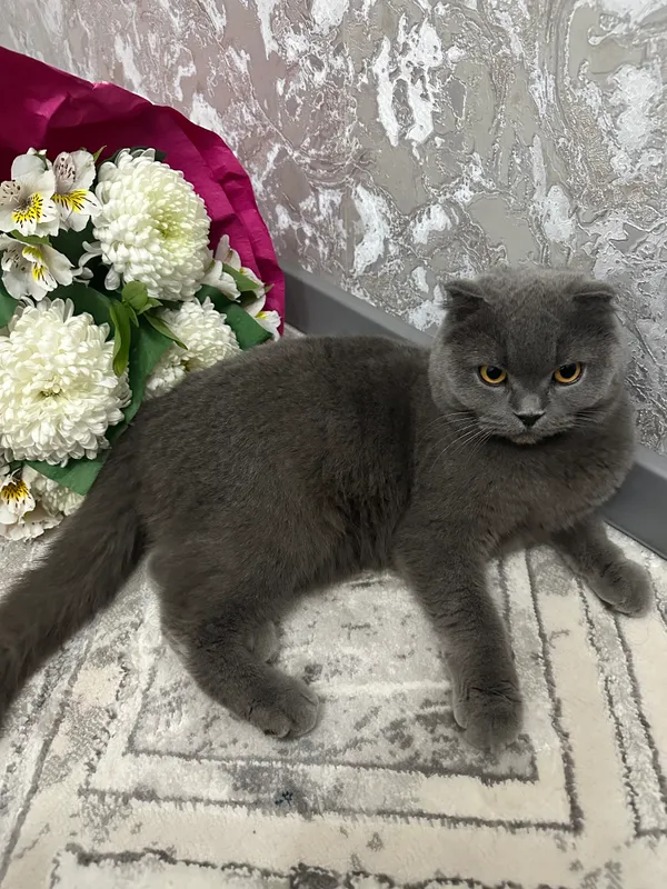 Кошка 3