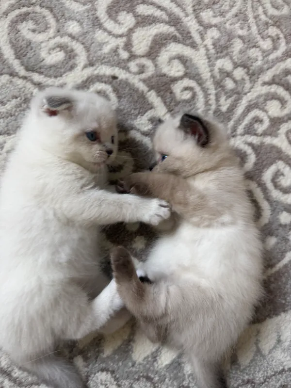 Продаются котята 10 Продаются котята 10
