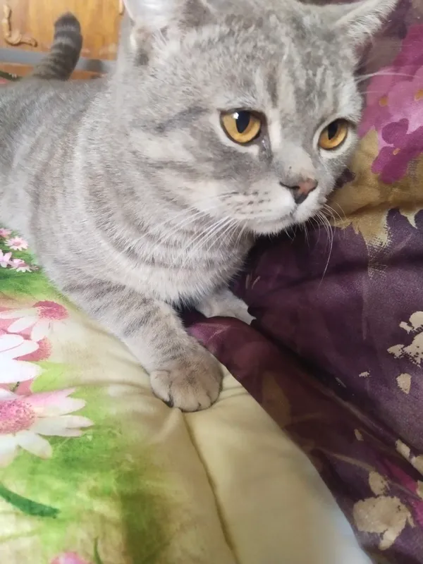 кот по кличке Чарли добрый котик к людям 3 кот по кличке Чарли добрый котик к людям 3
