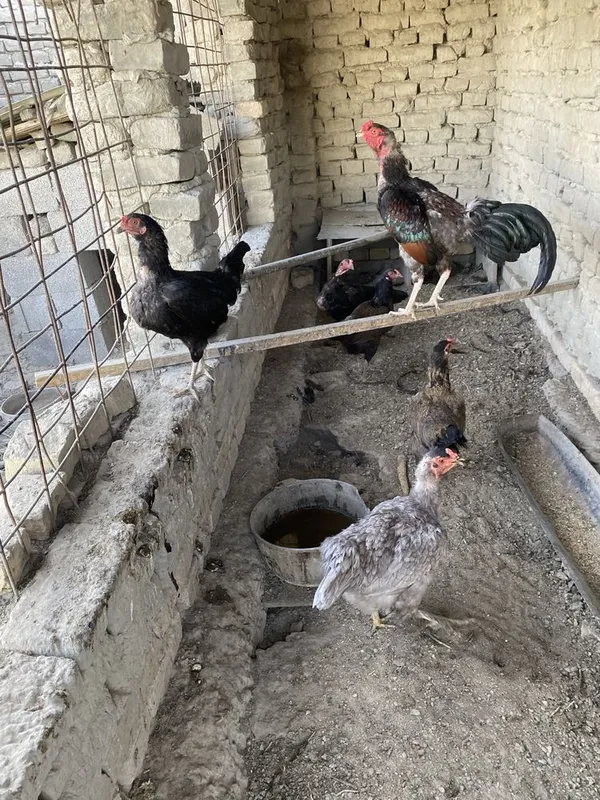 Kulangi xoʻroz blan tovuqla sotiladi — фото 1