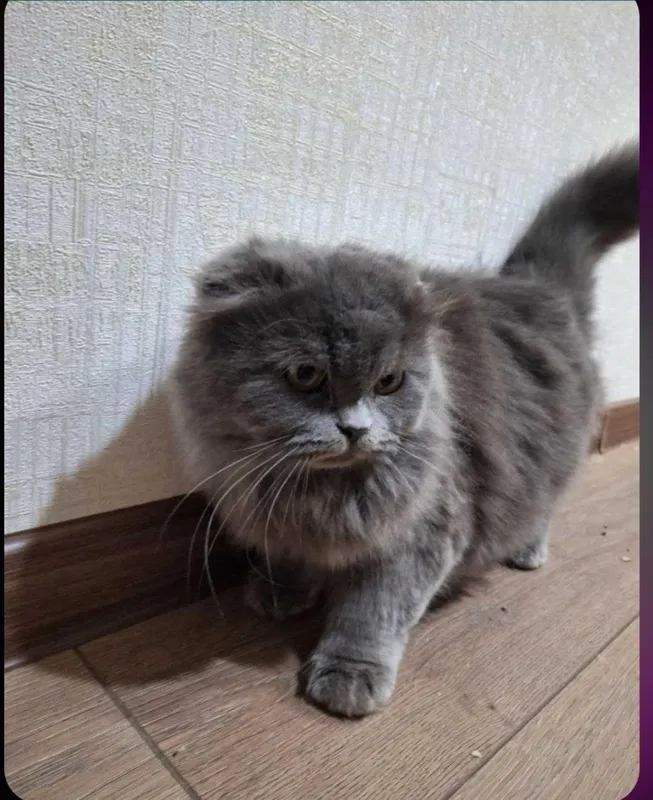 Продам кошку беременную 1 Продам кошку беременную 1