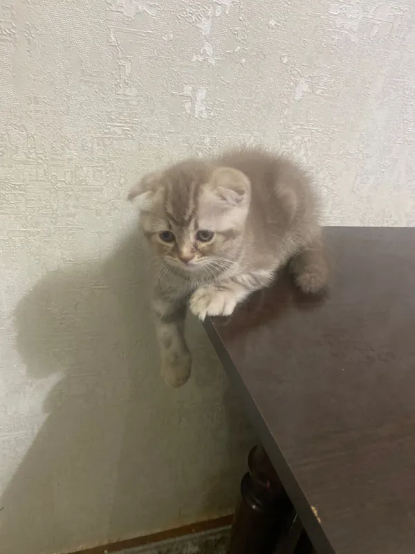 Скотиш фолд котенок — фото 3