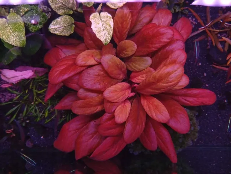 Самолус красный (Samolus parviflorus 'Red'). Аквариумное растение. 1