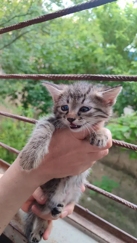 Котятки ребятки в добрый дом, в добрые ручки!!! — фото 6 Котятки ребятки в добрый дом, в добрые ручки!!! — фото 6