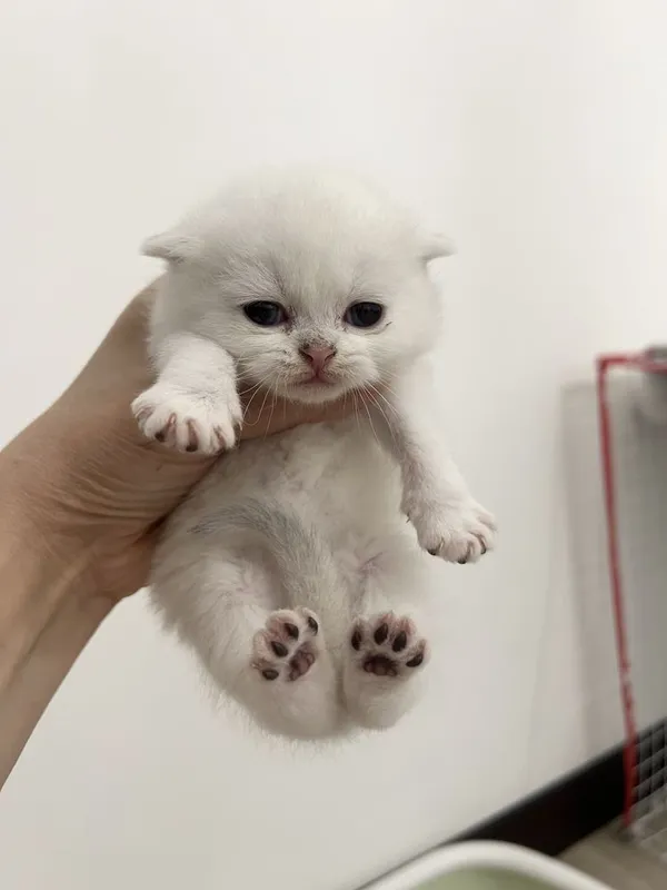 Продаётся скотиш фолд мальчик и девочка 1 месяц — фото 1