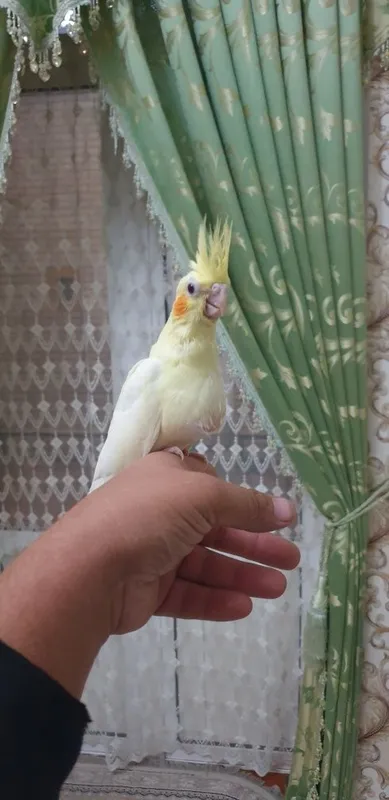 Karello ruchnoy 1 oylik 2 Karello ruchnoy 1 oylik 2