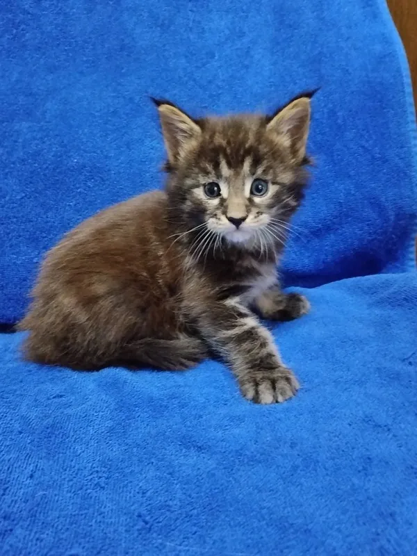 Котята породы Мейн-кун,на ранее бронирование!Мальчики!