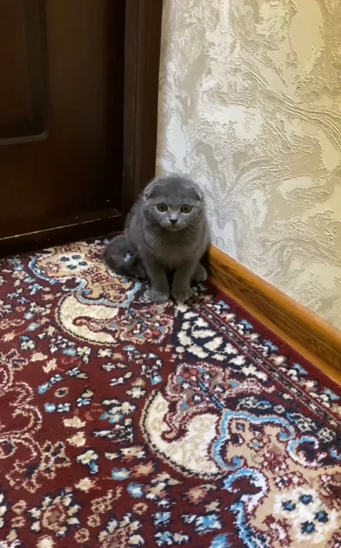Scottish fold 1 ta erke 1 ta qiz 1
