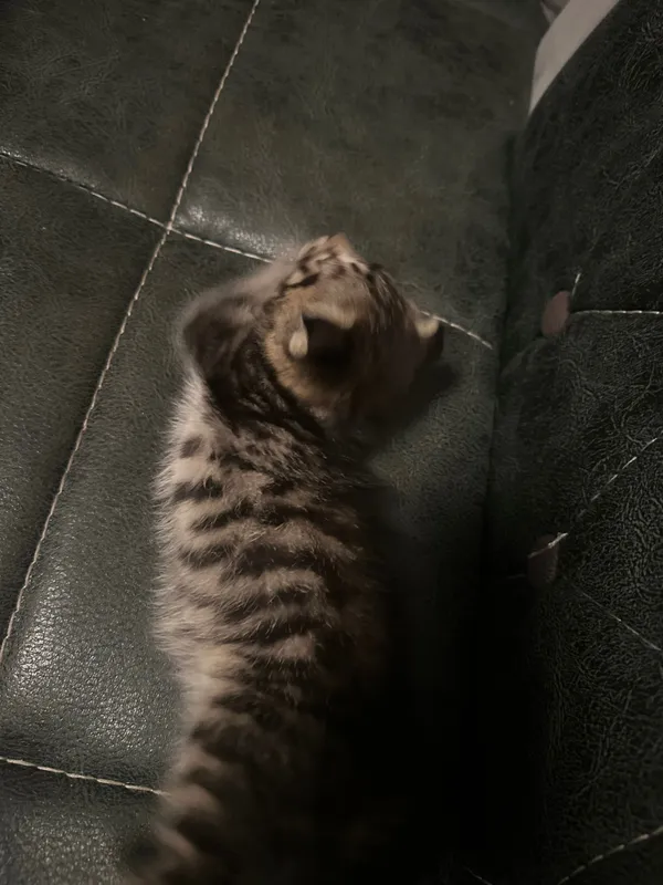 Отдам кота весло уху — фото 2