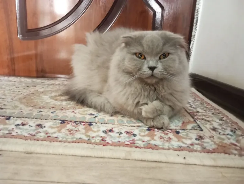 Домашний кот для кошек