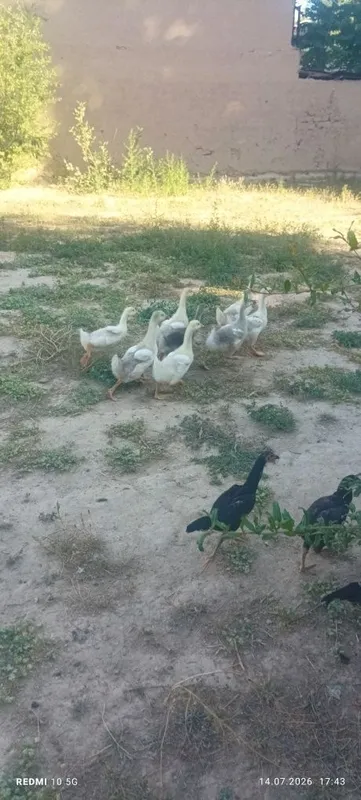 Goz jojasi sotiladi 1