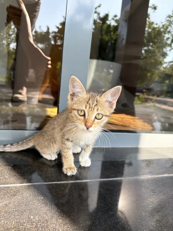 Котята 1-2 месяцев ищут хорошего хозяина 4 Котята 1-2 месяцев ищут хорошего хозяина 4