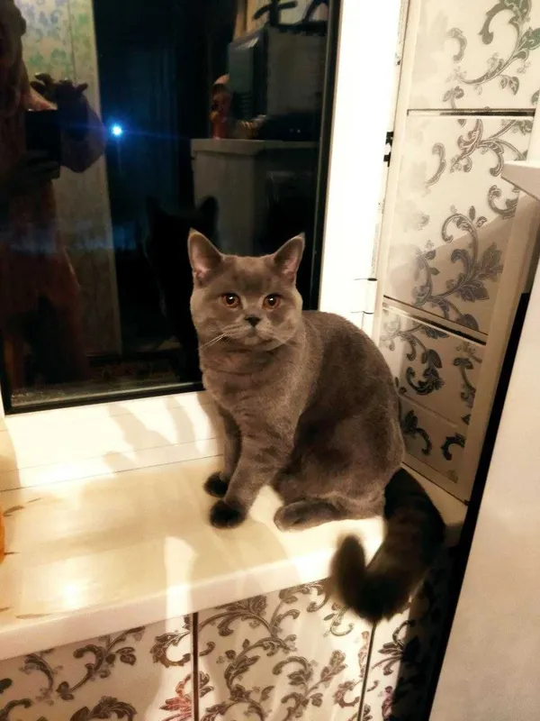 Британская кошка