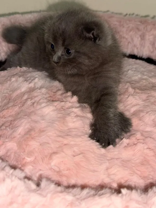 Продаются котята — фото 5 Продаются котята — фото 5