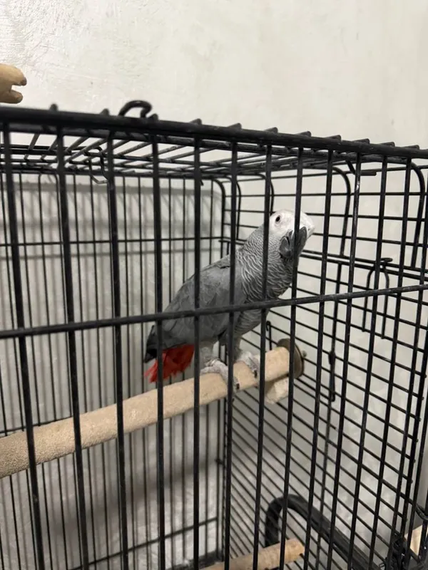 Jako (African Grey) papugay 3 Jako (African Grey) papugay 3