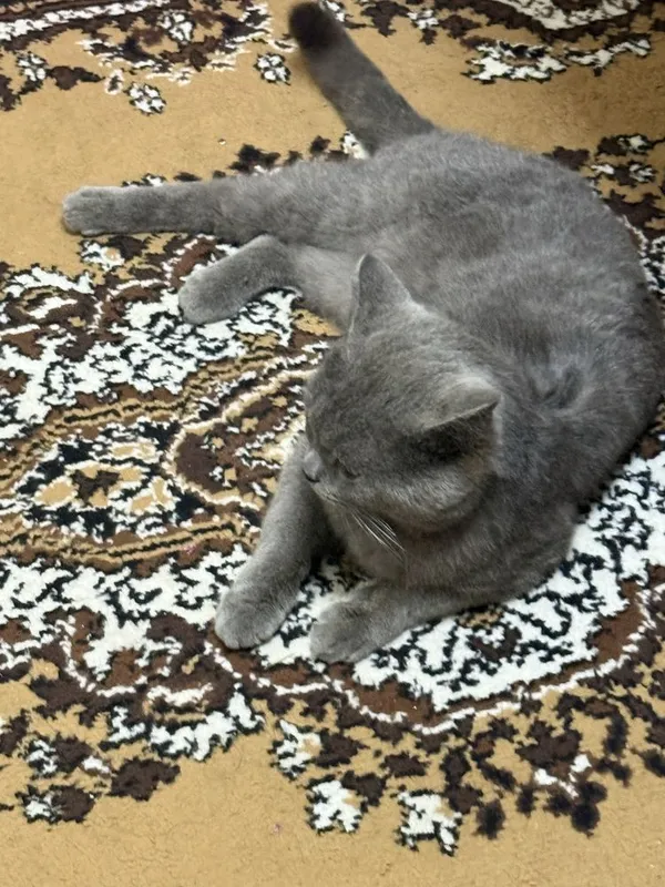 British shorthair Srochno sotiladi