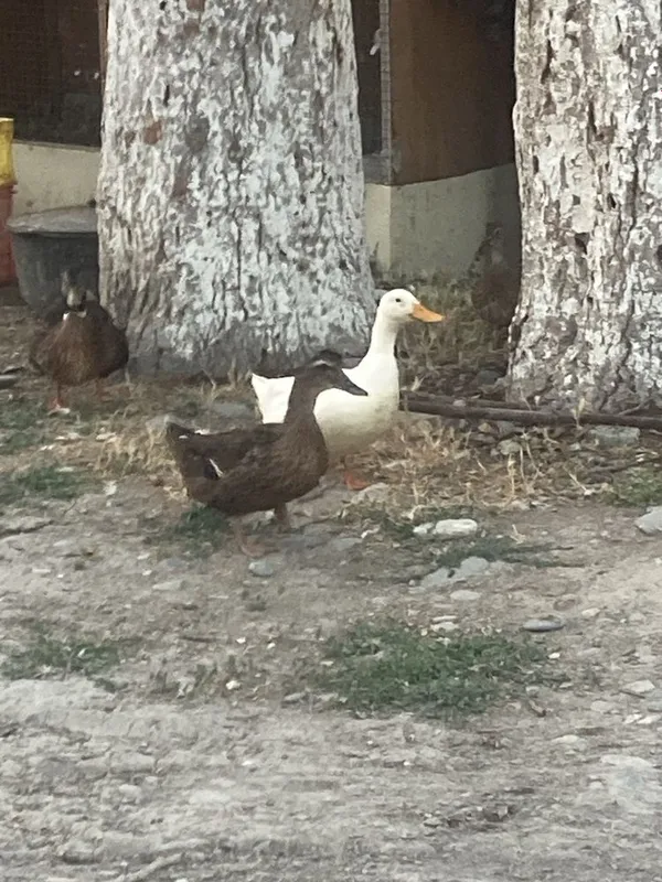 Urdak g’ozlar bor bolari bilan