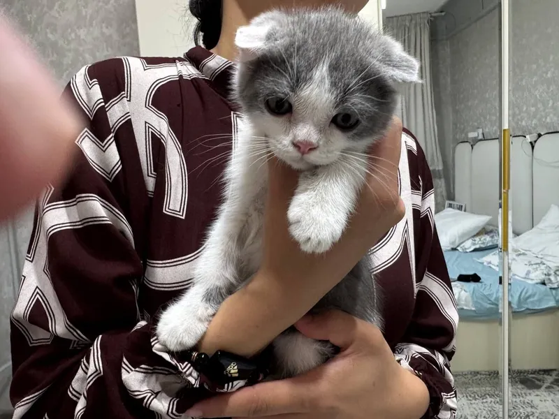 Продаются котята 2