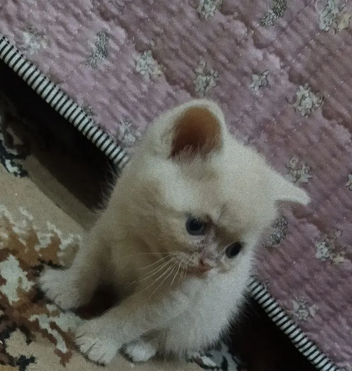 Продаются котята — фото 3