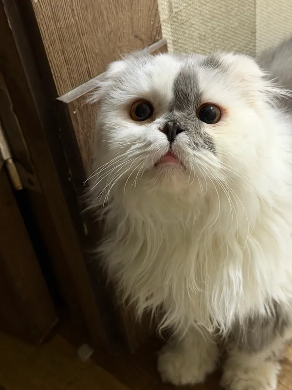 Персидская кошка 7